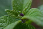 garden heliotrope